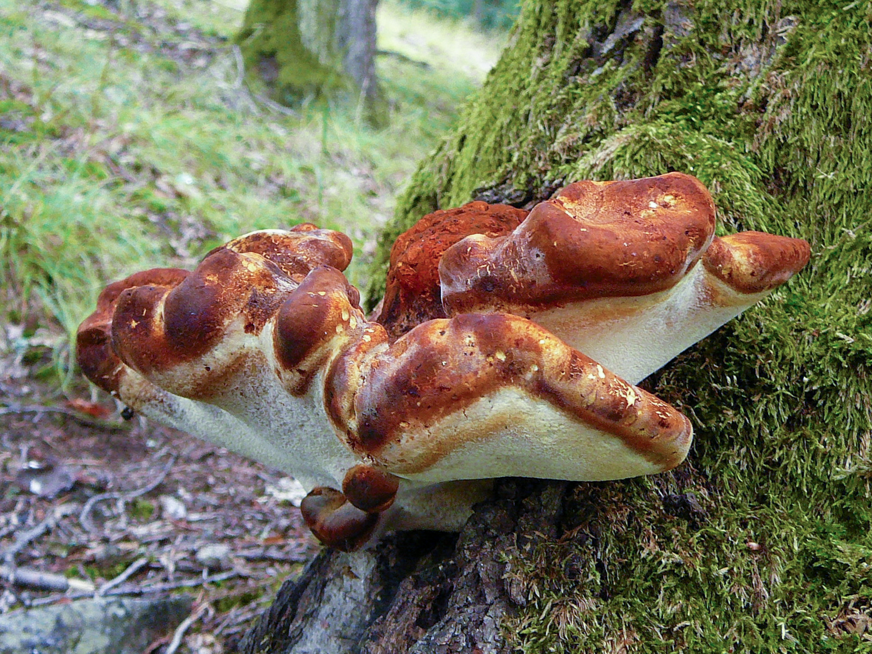 Ąžuolinis pintenis (lot. Buglossoporus quercinus, angl. Oak Polypore, vok. Eichen-Zungenporling)