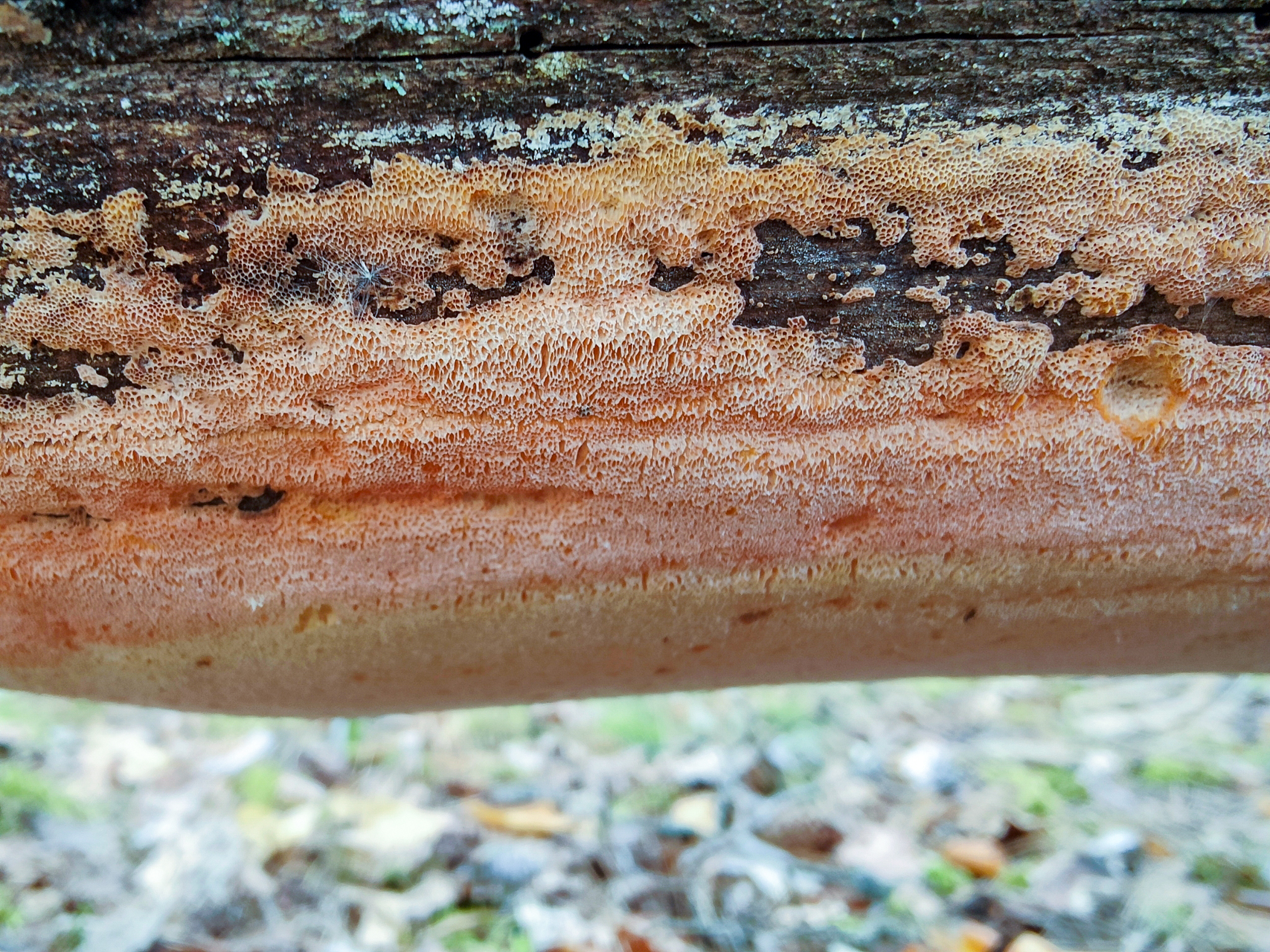 Auksaspalvis minkštenis (lot. Erastia salmonicolor, angl. Salmon Bracket, vok. Rosafarbener Saftporling)