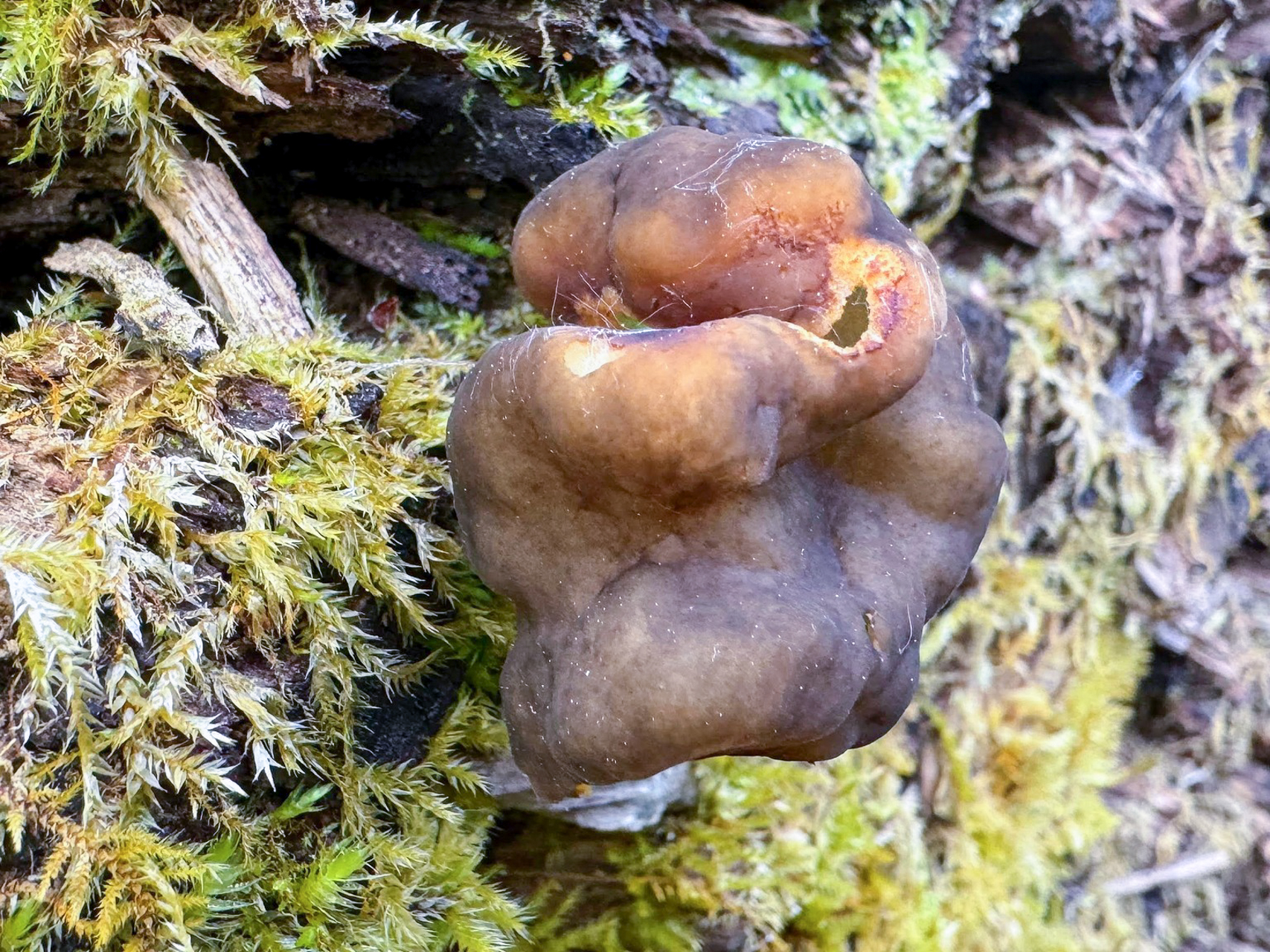 Apskritasporis bobausis (lot. Gyromitra sphaerospora, angl. Round-spored False Morel, vok. Rundsporige Lorchel)