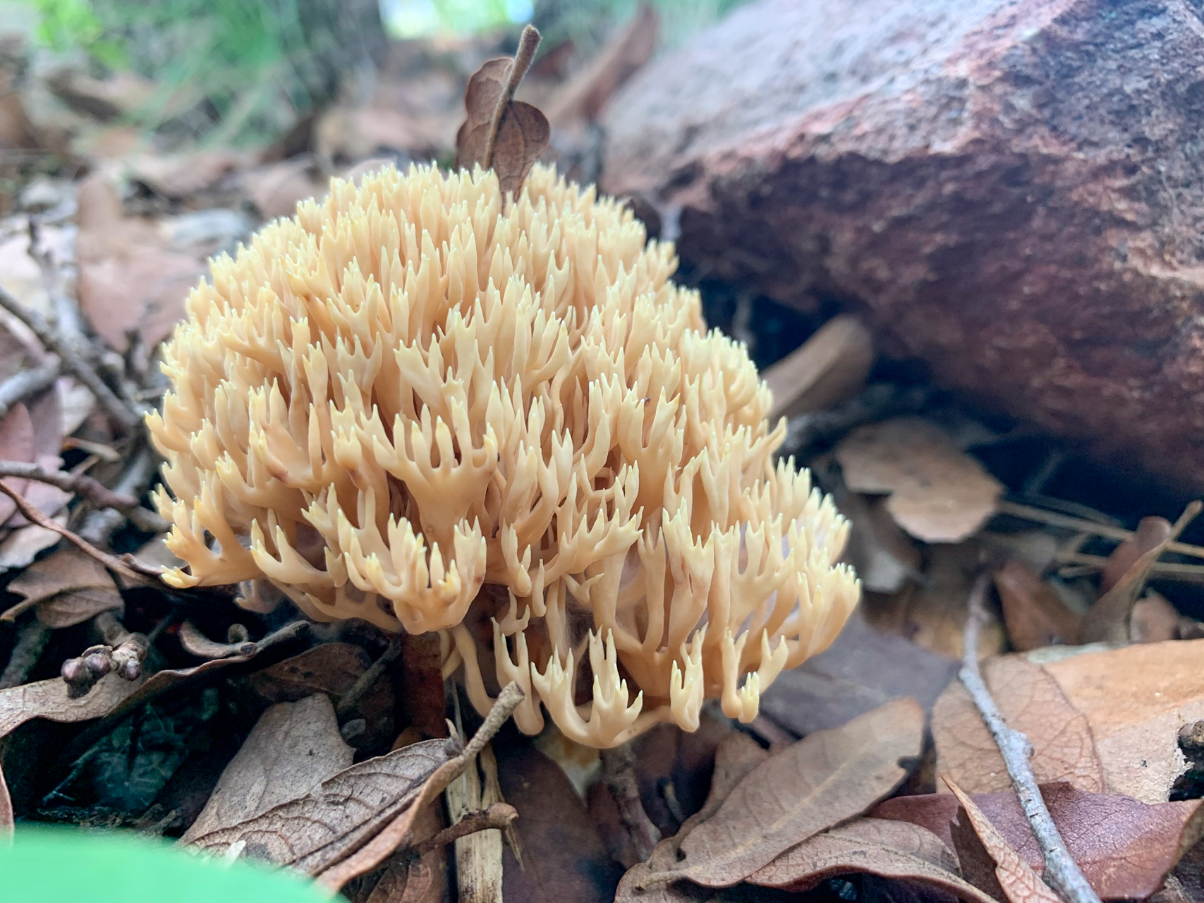 Atskiroji lentarija (lot. Lentaria byssiseda, vok. Zottige Byssuskoralle)