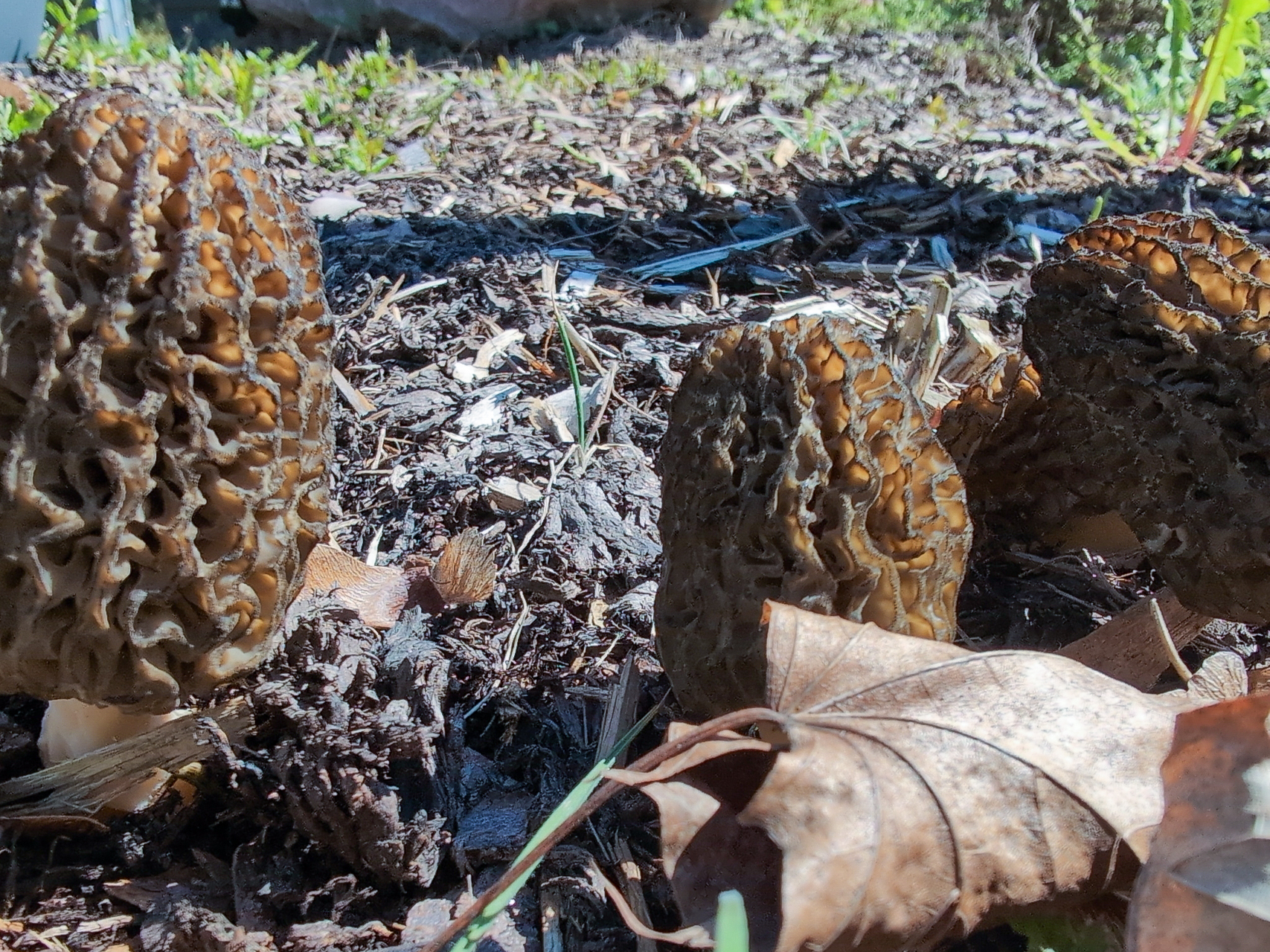 Aukštasis briedžiukas (lot. Morchella elata, angl. Black Morel, vok. Hohe Morchel)