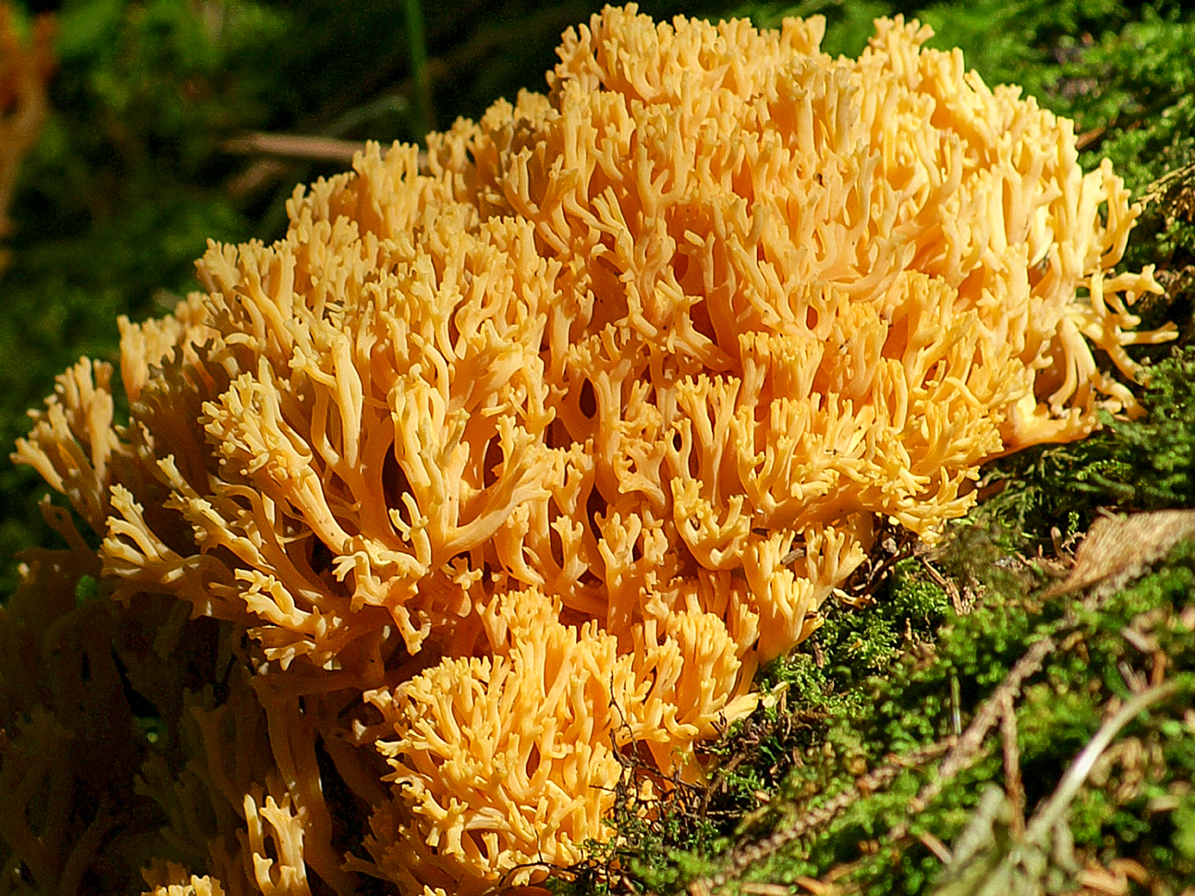 Auksaspalvis šakočius (lot. Ramaria aurea, angl. Golden Coral Fungus, vok. Goldgelbe Koralle)