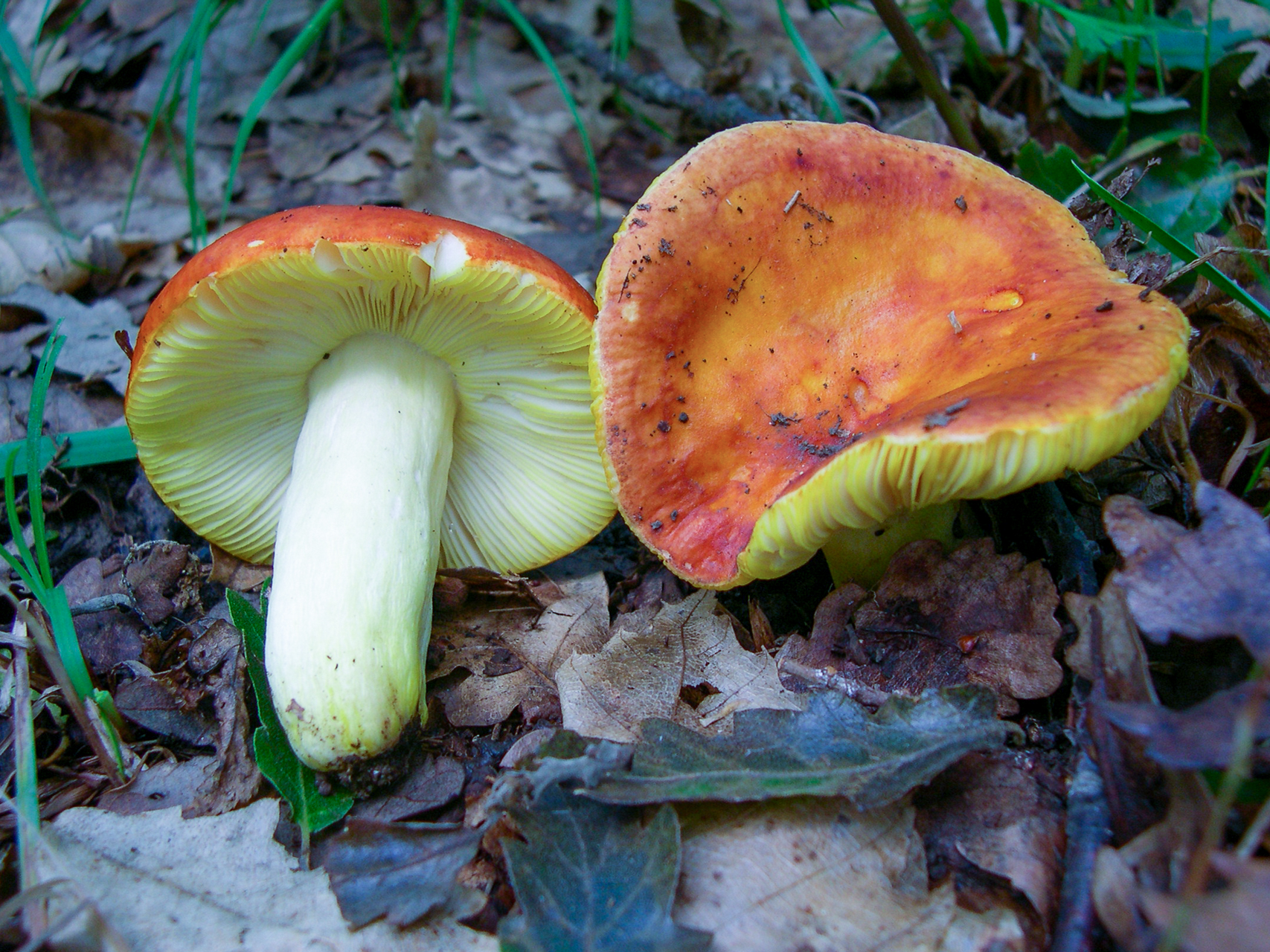 Auksaviršė ūmėdė (lot. Russula aurea, angl. Gilded Brittlegill, Blushing waxcap, vok. Gold-Täubling)