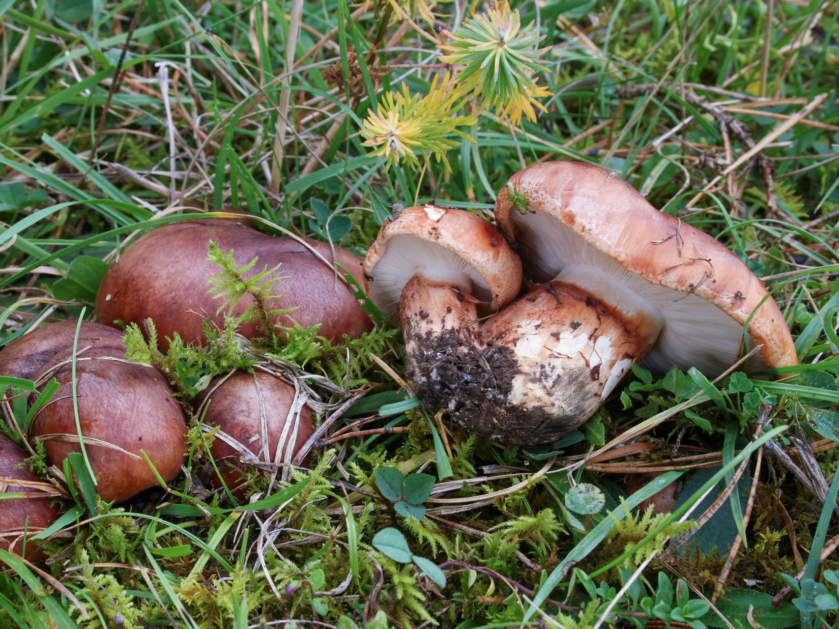 Bačo baltikas (lot. Tricholoma batschii, vok. Fastberingte Ritterling)