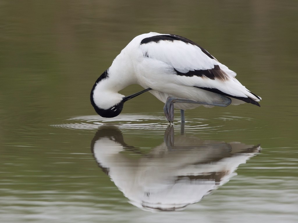 Avocetė (lot. Recurvirostra avosetta)