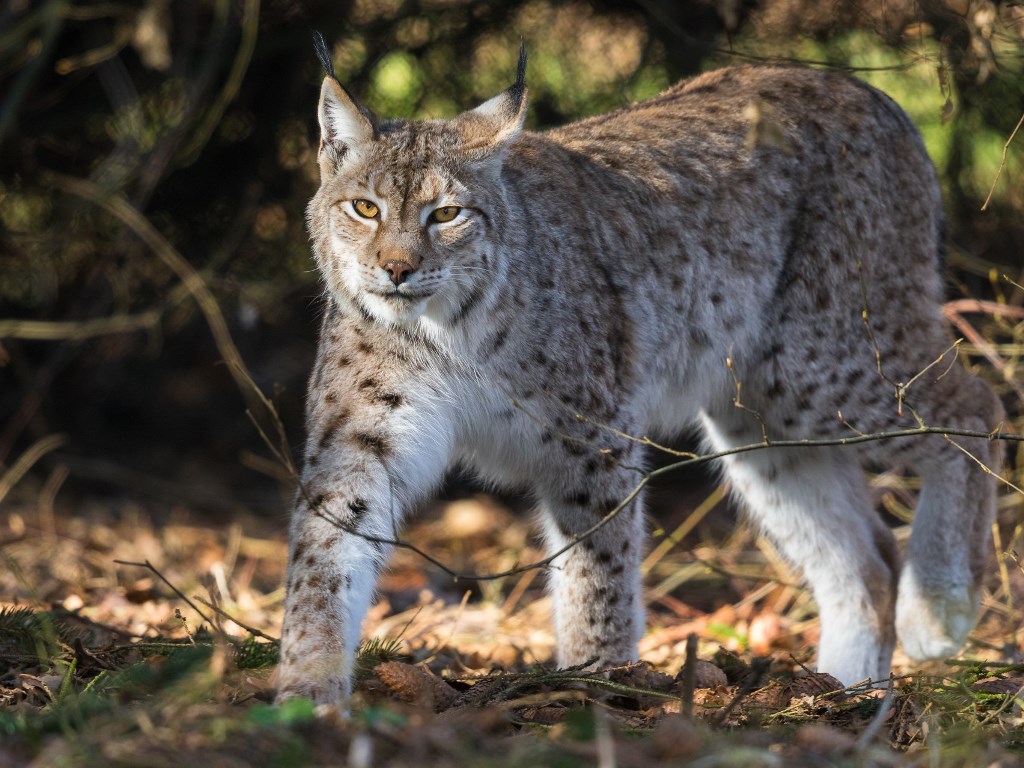 Lūšis | Lynx lynx