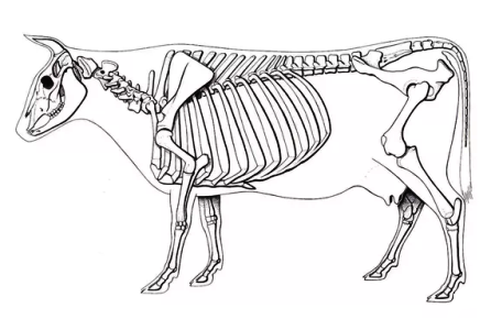 Žinduolių skeletas ir raumenys