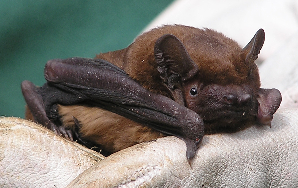 šikšnosparniai pro burną arba nosį skleidžia 30 - 70 khz dažnumo ultragarsus