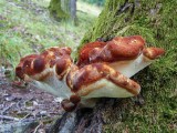 Ąžuolinis pintenis (lot. Buglossoporus quercinus, angl. Oak Polypore, vok. Eichen-Zungenporling)