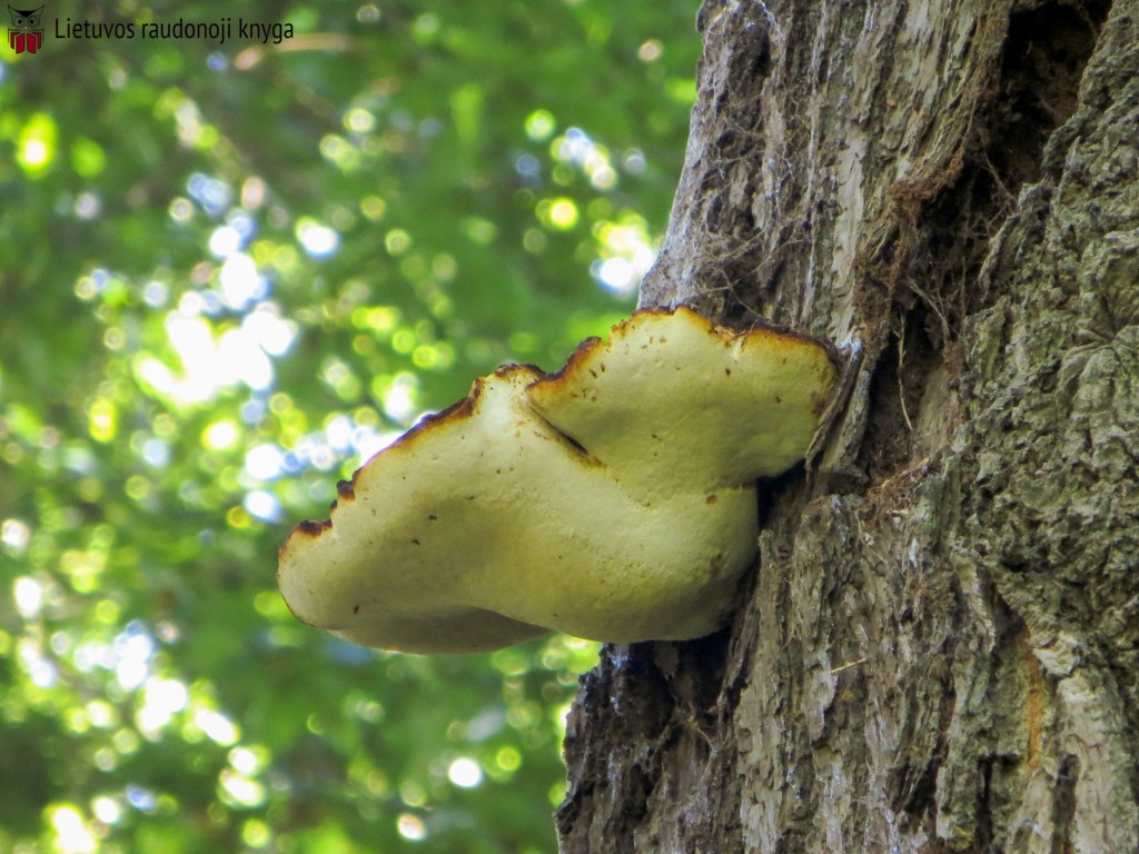 Ąžuolinis pintenis (lot. Buglossoporus quercinus, angl. Oak Polypore, vok. Eichen-Zungenporling)