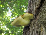 Ąžuolinis pintenis (lot. Buglossoporus quercinus, angl. Oak Polypore, vok. Eichen-Zungenporling)