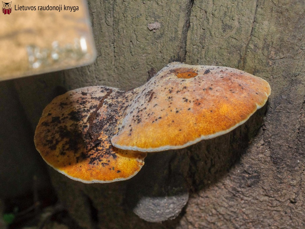 Ąžuolinis pintenis (lot. Buglossoporus quercinus, angl. Oak Polypore, vok. Eichen-Zungenporling)