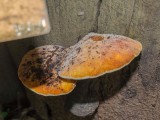 Ąžuolinis pintenis (lot. Buglossoporus quercinus, angl. Oak Polypore, vok. Eichen-Zungenporling)