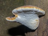 Ąžuolinis pintenis (lot. Buglossoporus quercinus, angl. Oak Polypore, vok. Eichen-Zungenporling)