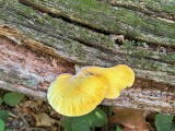 Ąžuolinis pintenis (lot. Buglossoporus quercinus, angl. Oak Polypore, vok. Eichen-Zungenporling)