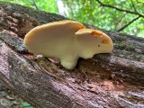 Ąžuolinis pintenis (lot. Buglossoporus quercinus, angl. Oak Polypore, vok. Eichen-Zungenporling)