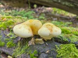 Ąžuolinis pintenis (lot. Buglossoporus quercinus, angl. Oak Polypore, vok. Eichen-Zungenporling)