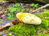 Ąžuolinis pintenis (lot. Buglossoporus quercinus, angl. Oak Polypore, vok. Eichen-Zungenporling)