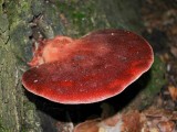 Ąžuolinė kepena (lot. Fistulina hepatica, angl. Beefsteak Fungus, Beefsteak Polypore, Poor Man's Steak, Ox Tongue, Tongue Mushroom, vok. Ochsenzunge, Leberreischling)