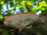 Ąžuolinė kepena (lot. Fistulina hepatica, angl. Beefsteak Fungus, Beefsteak Polypore, Poor Man's Steak, Ox Tongue, Tongue Mushroom, vok. Ochsenzunge, Leberreischling)