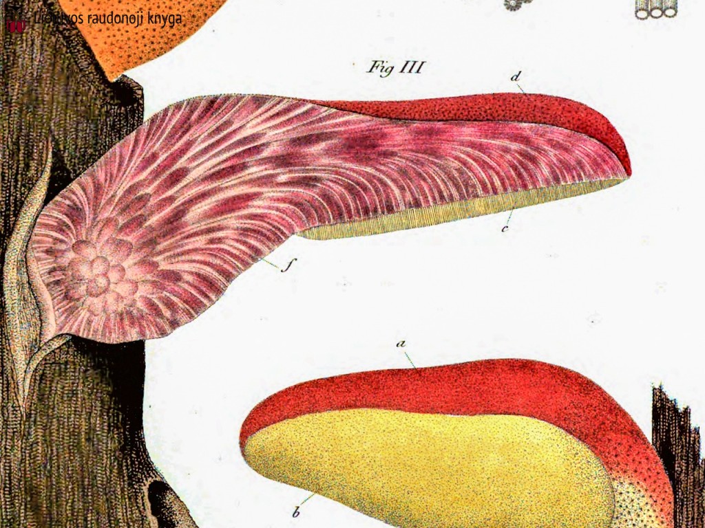 Ąžuolinė kepena (lot. Fistulina hepatica, angl. Beefsteak Fungus, Beefsteak Polypore, Poor Man's Steak, Ox Tongue, Tongue Mushroom, vok. Ochsenzunge, Leberreischling)