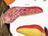 Ąžuolinė kepena (lot. Fistulina hepatica, angl. Beefsteak Fungus, Beefsteak Polypore, Poor Man's Steak, Ox Tongue, Tongue Mushroom, vok. Ochsenzunge, Leberreischling)