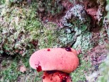 Ąžuolinė kepena (lot. Fistulina hepatica, angl. Beefsteak Fungus, Beefsteak Polypore, Poor Man's Steak, Ox Tongue, Tongue Mushroom, vok. Ochsenzunge, Leberreischling)