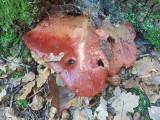 Ąžuolinė kepena (lot. Fistulina hepatica, angl. Beefsteak Fungus, Beefsteak Polypore, Poor Man's Steak, Ox Tongue, Tongue Mushroom, vok. Ochsenzunge, Leberreischling)
