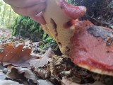 Ąžuolinė kepena (lot. Fistulina hepatica, angl. Beefsteak Fungus, Beefsteak Polypore, Poor Man's Steak, Ox Tongue, Tongue Mushroom, vok. Ochsenzunge, Leberreischling)