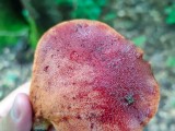 Ąžuolinė kepena (lot. Fistulina hepatica, angl. Beefsteak Fungus, Beefsteak Polypore, Poor Man's Steak, Ox Tongue, Tongue Mushroom, vok. Ochsenzunge, Leberreischling)