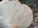 Ąžuolinė kepena (lot. Fistulina hepatica, angl. Beefsteak Fungus, Beefsteak Polypore, Poor Man's Steak, Ox Tongue, Tongue Mushroom, vok. Ochsenzunge, Leberreischling)