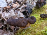 Apskritasporis bobausis (lot. Gyromitra sphaerospora, vok. Zottige Byssuskoralle)