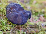 Apskritasporis bobausis (lot. Gyromitra sphaerospora, vok. Zottige Byssuskoralle)