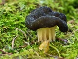 Apskritasporis bobausis (lot. Gyromitra sphaerospora, vok. Zottige Byssuskoralle)