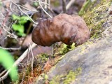 Apskritasporis bobausis (lot. Gyromitra sphaerospora, vok. Zottige Byssuskoralle)