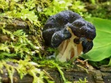 Apskritasporis bobausis (lot. Gyromitra sphaerospora, vok. Zottige Byssuskoralle)