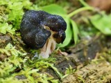 Apskritasporis bobausis (lot. Gyromitra sphaerospora, vok. Zottige Byssuskoralle)