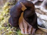 Apskritasporis bobausis (lot. Gyromitra sphaerospora, vok. Zottige Byssuskoralle)