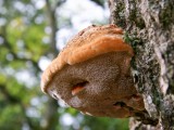 Ąžuolinis skylenis (lot. Inocutis dryophila, vok. Eichen-Schillerporling)
