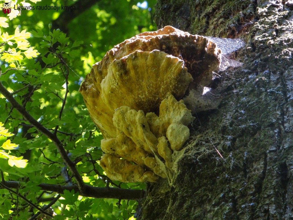 Ąžuolinis skylenis (lot. Inocutis dryophila, vok. Eichen-Schillerporling)