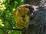 Ąžuolinis skylenis (lot. Inocutis dryophila, vok. Eichen-Schillerporling)