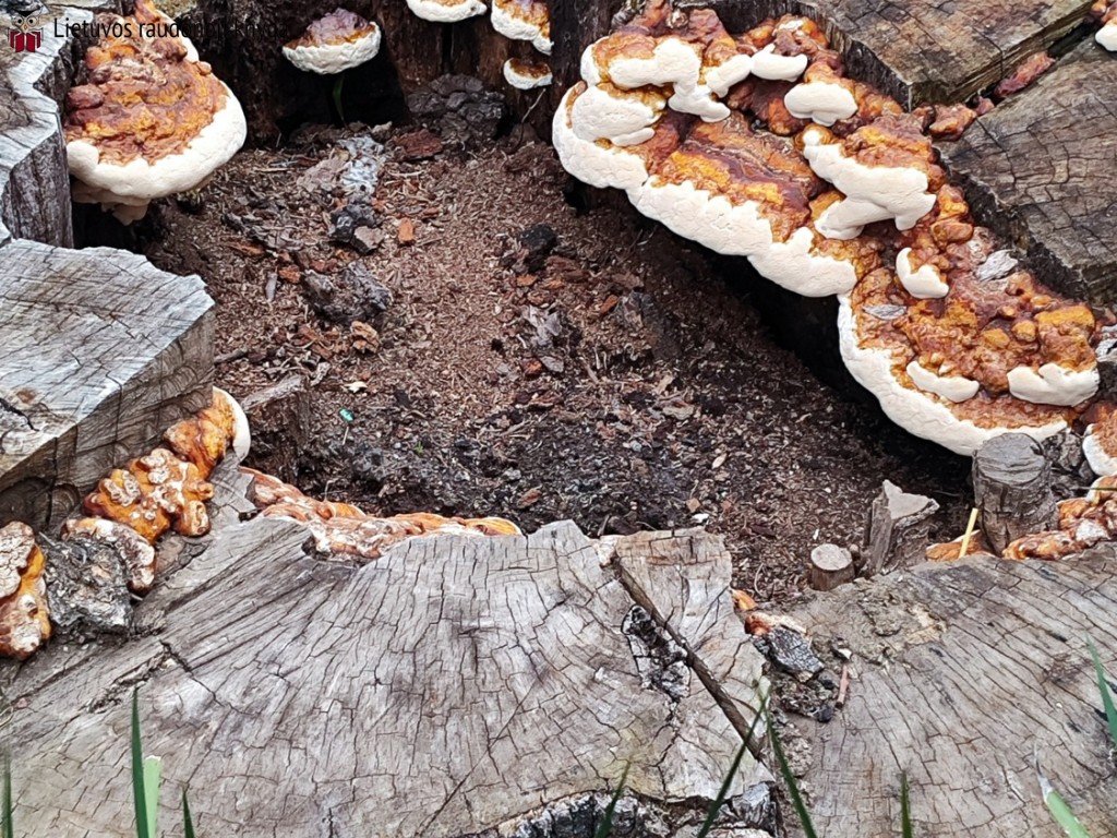 Ąžuolinis skylenis (lot. Inocutis dryophila, vok. Eichen-Schillerporling)