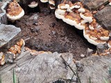 Ąžuolinis skylenis (lot. Inocutis dryophila, vok. Eichen-Schillerporling)