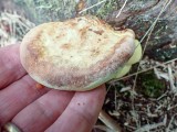 Ąžuolinis skylenis (lot. Inocutis dryophila, vok. Eichen-Schillerporling)
