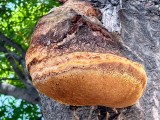 Ąžuolinis skylenis (lot. Inocutis dryophila, vok. Eichen-Schillerporling)