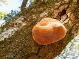 Ąžuolinis skylenis (lot. Inocutis dryophila, vok. Eichen-Schillerporling)