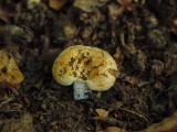 Aitriakvapis piengrybis (lot. Lactarius acerrimus, angl. Charred Knight, vok. Bitterer Eichen-Ritterling)