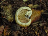 Aitriakvapis piengrybis (lot. Lactarius acerrimus, angl. Charred Knight, vok. Bitterer Eichen-Ritterling)