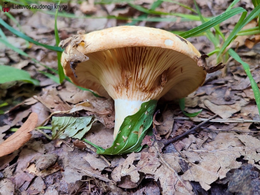 Aitriakvapis piengrybis (lot. Lactarius acerrimus, angl. Charred Knight, vok. Bitterer Eichen-Ritterling)