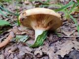 Aitriakvapis piengrybis (lot. Lactarius acerrimus, angl. Charred Knight, vok. Bitterer Eichen-Ritterling)